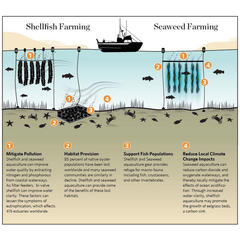 Can the growth of aquaculture help restore the health of our ocean?