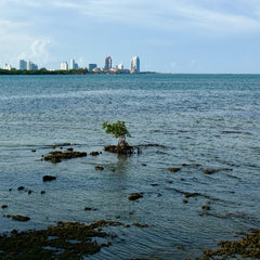 U.S. coastline to see up to a foot of sea level rise by 2050