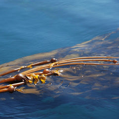 Could Our Energy Come from Giant Seaweed Farms in the Ocean?