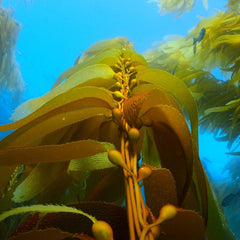 Sea-farmed supercrop: how seaweed could transform the way we live