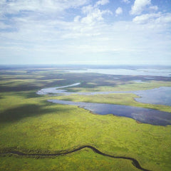 Study reveals dramatic loss of global wetlands