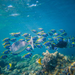 Latin American countries join reserves to create vast marine protected area