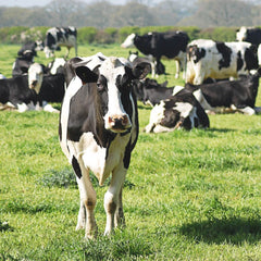 Seaweed could make cows burp less methane and cut their carbon hoofprint