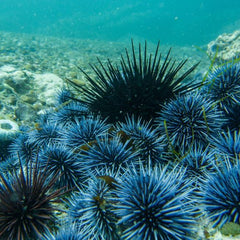 Urchins and Kelp