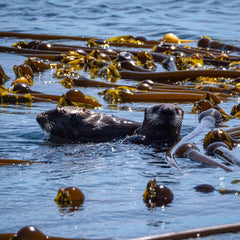 Alaska Kelp Farming: The Blue Revolution