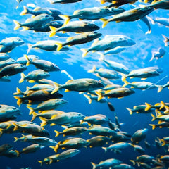 Four themes that will shape aquaculture in 2021