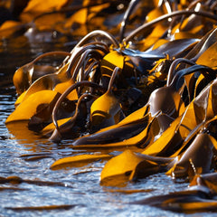 CFMs CI2 Partnering with EOS Capital and Kelp Blue on Large Scale Kelp Farm