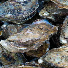 Limited impact on oysters in first-of-its-kind field trial of marine carbon dioxide removal (mCDR) strategy