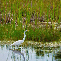 Coastal Wetlands Take Center Stage at 2023 Ocean and Climate Change Dialogue