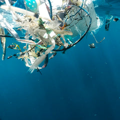 Plastic rafting: the invasive species hitching a ride on ocean litter