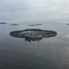 Aquaculture 101: Everything You Need to Know