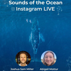 Instagram Live with Ocean Sounds Artist Joshua Sam Miller