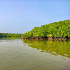 Wetlands Protections in Belize Are Bolstered by Science