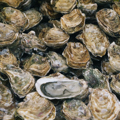 US university leads $14 million oyster research effort