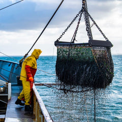 The paradox of international fisheries regulation