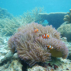 Corals and Sea Anemones Turn Sunscreen into Toxins—Understanding How Could Help Save Coral Reefs