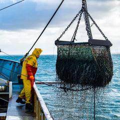 Can alternative proteins protect the ocean from overfishing?