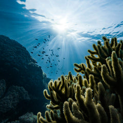 How blue bonds could give a boost to ocean finance