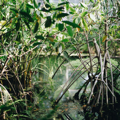 Mangroves and Coral Reefs Yield Positive Return on Investment for Flood Protection, Study Finds