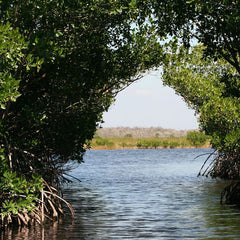 The Charisma of Coastal Ecosystems: Addressing the Imbalance