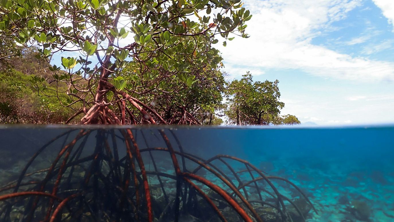 Blue Carbon Cost Tool