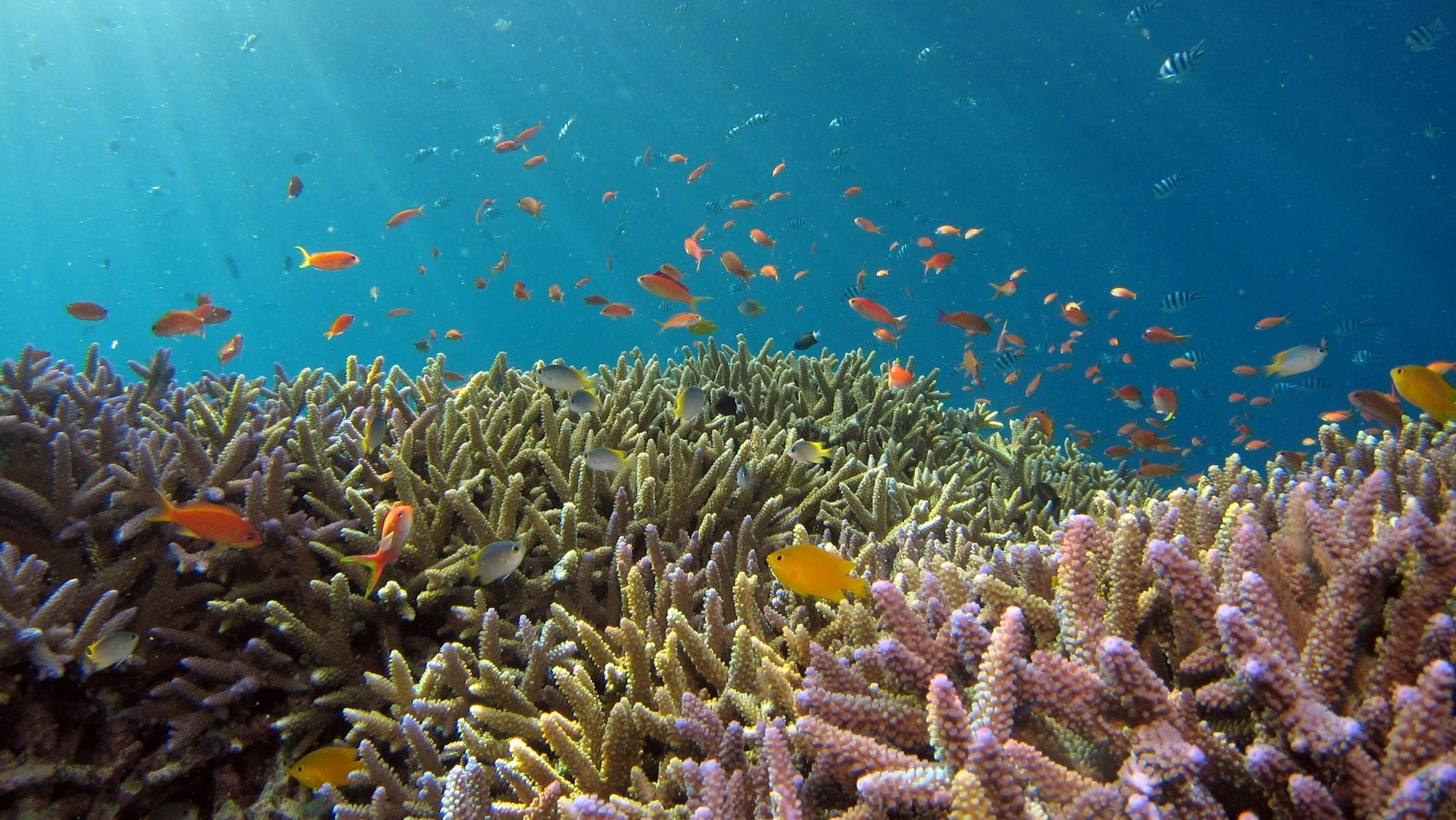 UK Plans Natural Capital Markets For Marine Protection