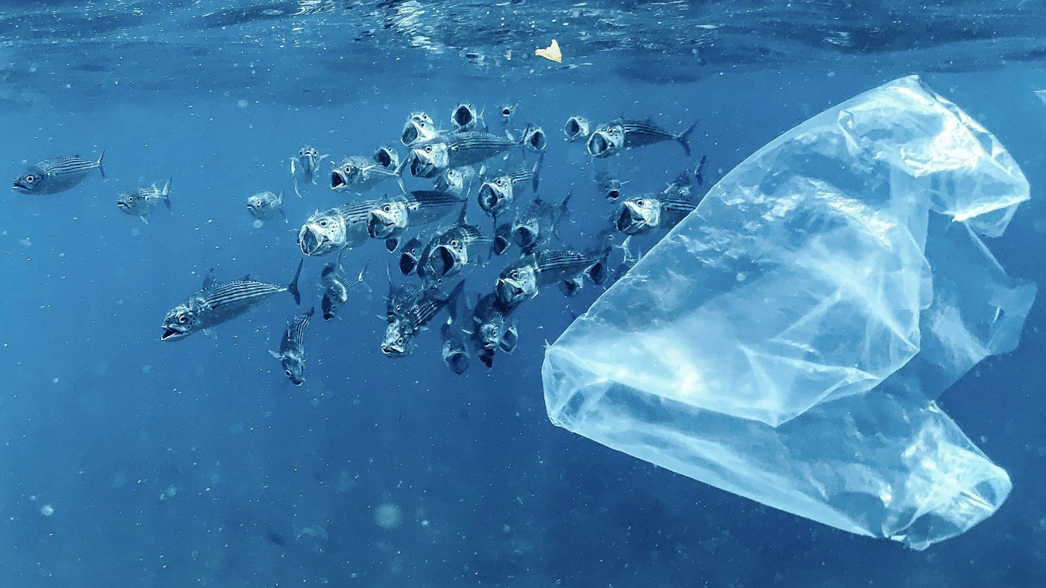 Tackling the Plastic Crisis: Breakthrough Innovations Leading the Way