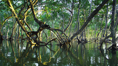 The Mangrove Restoration Tracker Tool