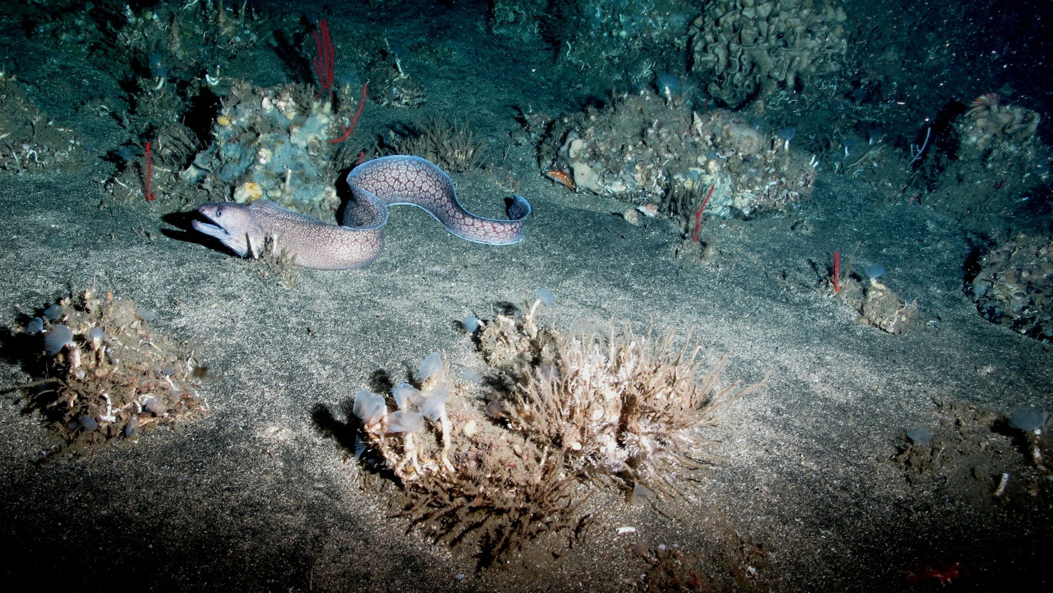 Deep-sea robot’s artificial gills unlock endless swimming power with seawater oxygen