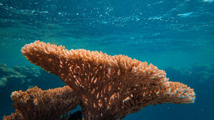 New Gel Could Boost Coral Reef Restoration