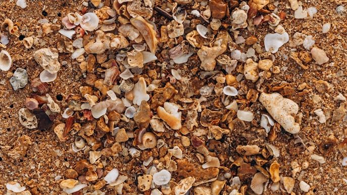 McGill scientists turn marine waste into a sustainable solution for wound care, wearable devices and more