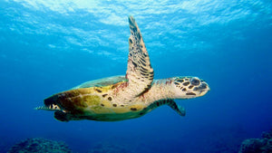 Solar-powered fishing nets are reducing sea turtle bycatch 63%