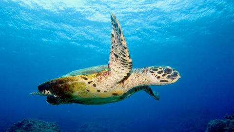 Solar-powered fishing nets are reducing sea turtle bycatch 63%