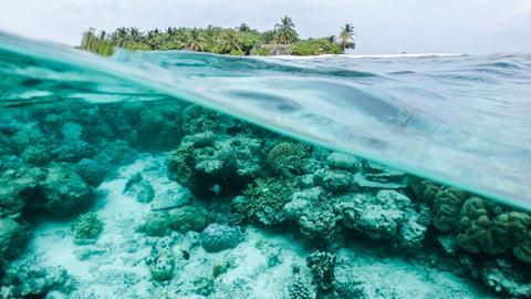 A mass coral bleaching is underway. Here's how machine learning can help