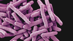 The purple bacterium that's showing great promise for aquafeeds