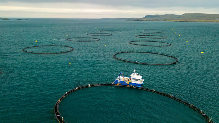 A shocking innovation: Electric fences show promise in sea lice prevention
