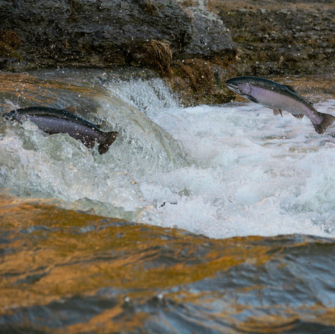 Laxaþjóð | A Salmon Nation