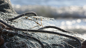 Scientists in Norway explore biodegradable fishing gear to tackle plastic pollution in the ocean