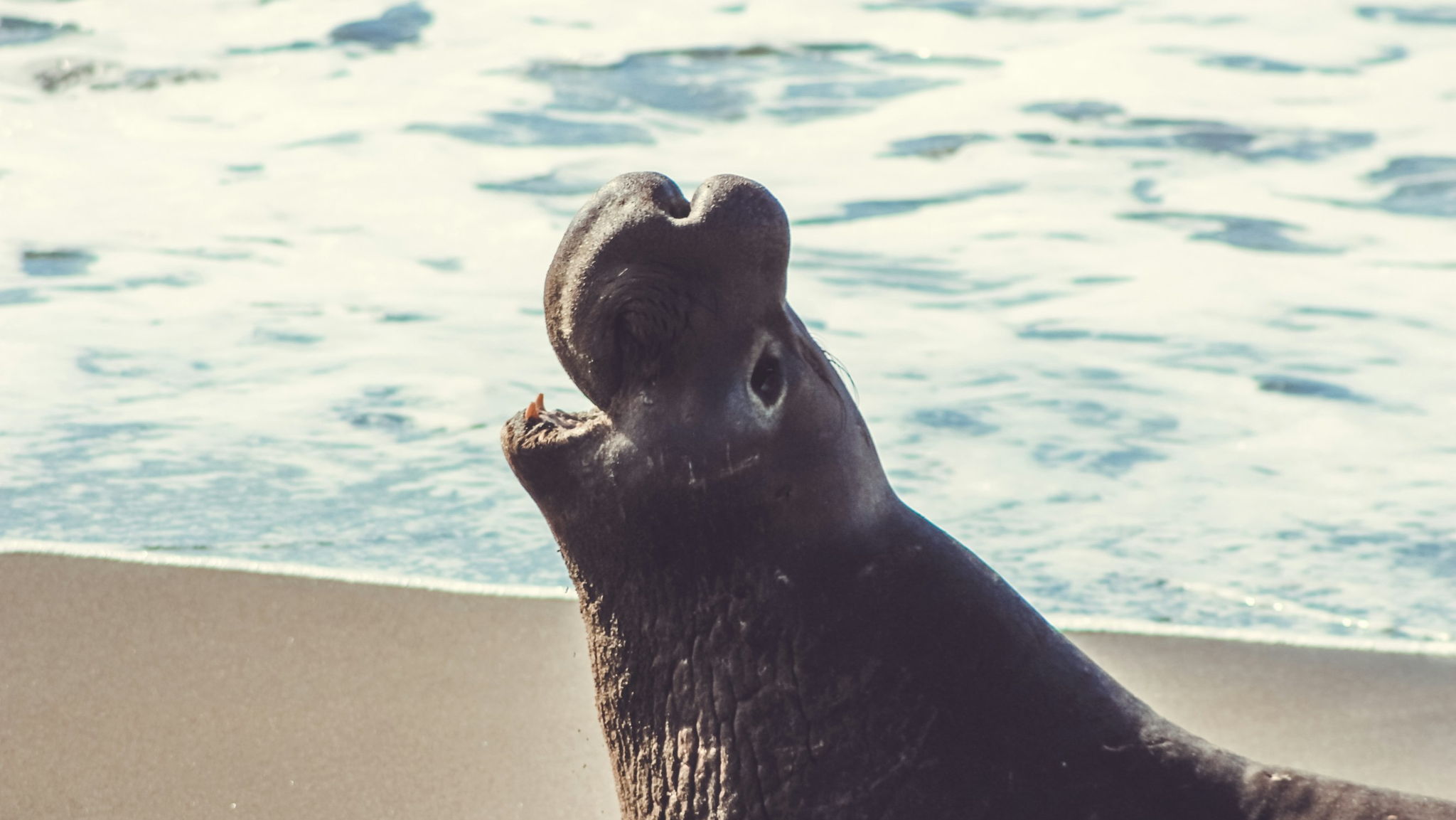 How marine biologists are using elephant seals as nature's 'artificial intelligence'