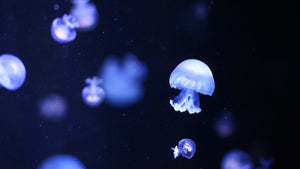 Scientists used specialized equipment to dive into the ocean’s ‘twilight zone.’ They found creatures never seen before