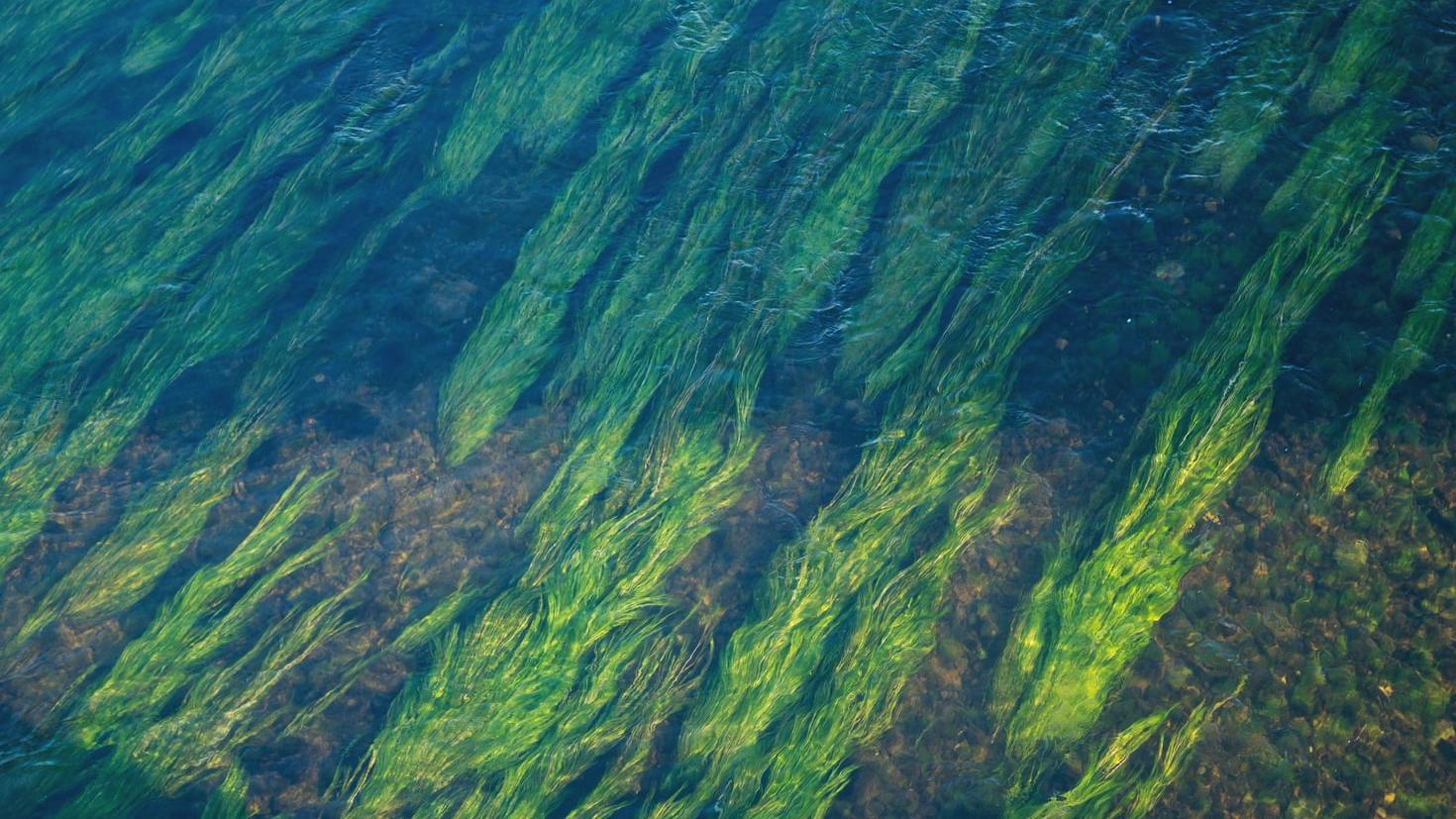 Blue-green algae powers microprocessor in new trial