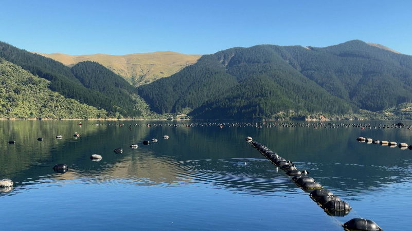 NZ Firm Developing New Mussel Float Design for Exposed Waters