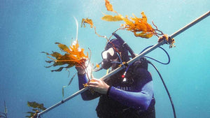 A kelp elevator could speed up seaweed’s route to biofuels