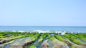 These biodegradable plastics made from algae are a new hope for the environment