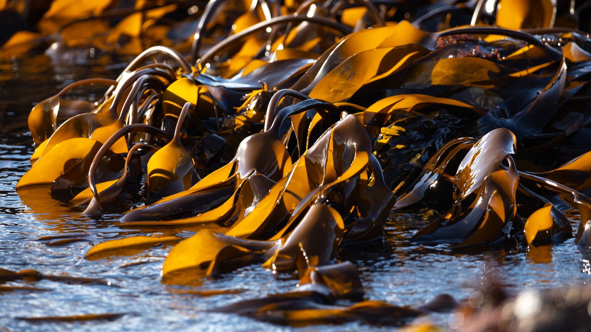 Affordable Automated Seaweed Harvester Launched