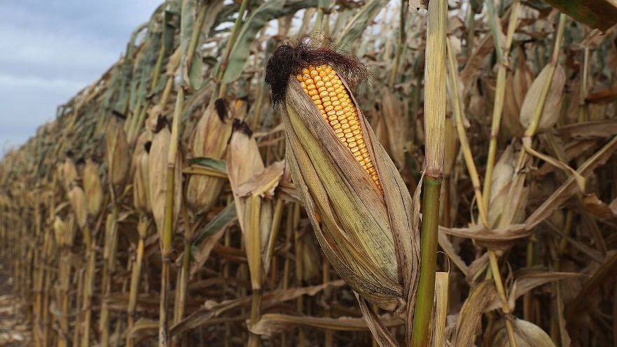 Salt in Oceans May Be the Next Big Predictor of Rains for Crops