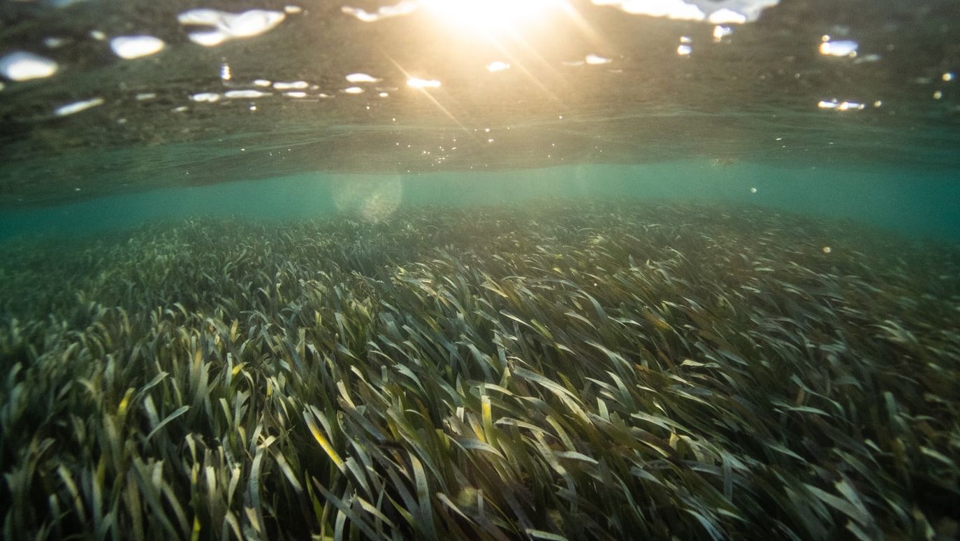 How One Farmer Is Introducing Americans to Sea Beans